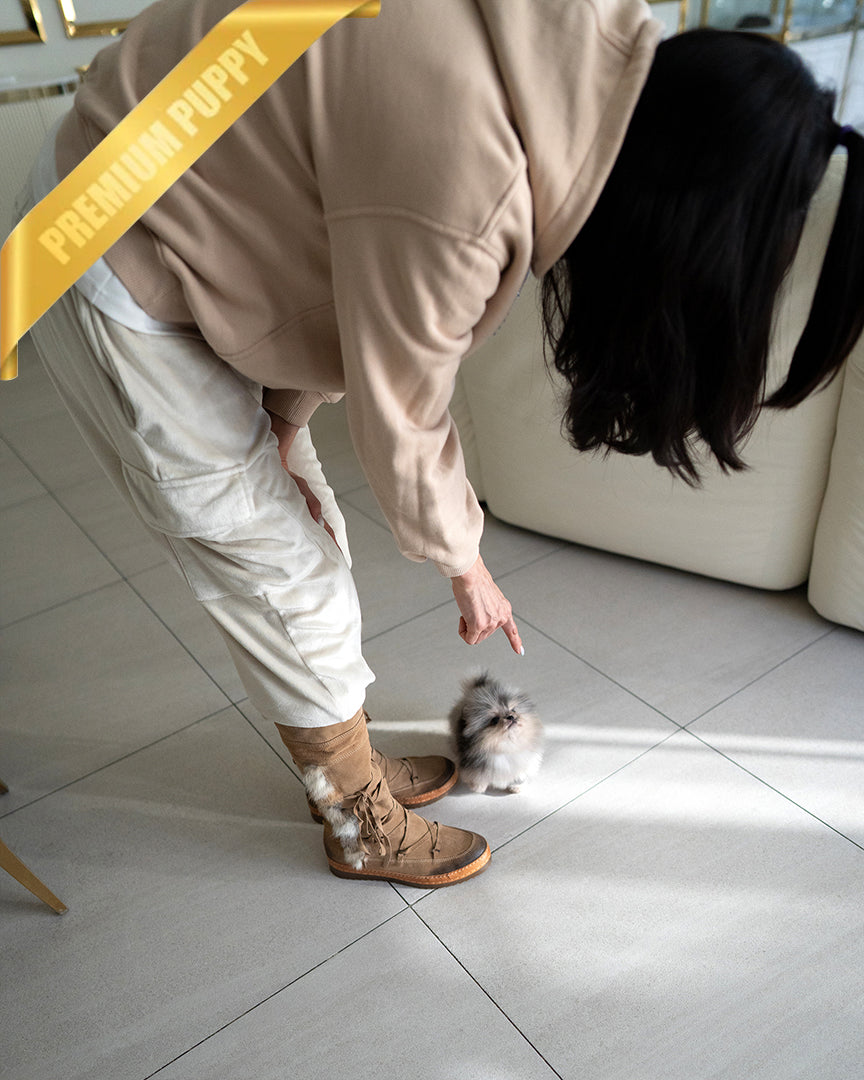 GISELE - FEMALE (RESERVED by BREON) - ROLLY TEACUP PUPPIES - TEACUP PUPPY FOR SALE