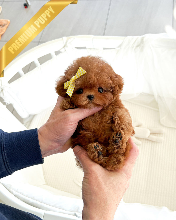 AGATHA - FEMALE (PURCHASED by KRISTIN) - ROLLY TEACUP PUPPIES - TEACUP PUPPY FOR SALE