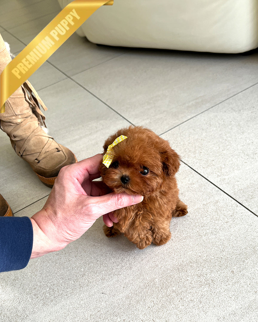 AGATHA - FEMALE (PURCHASED by KRISTIN) - ROLLY TEACUP PUPPIES - TEACUP PUPPY FOR SALE