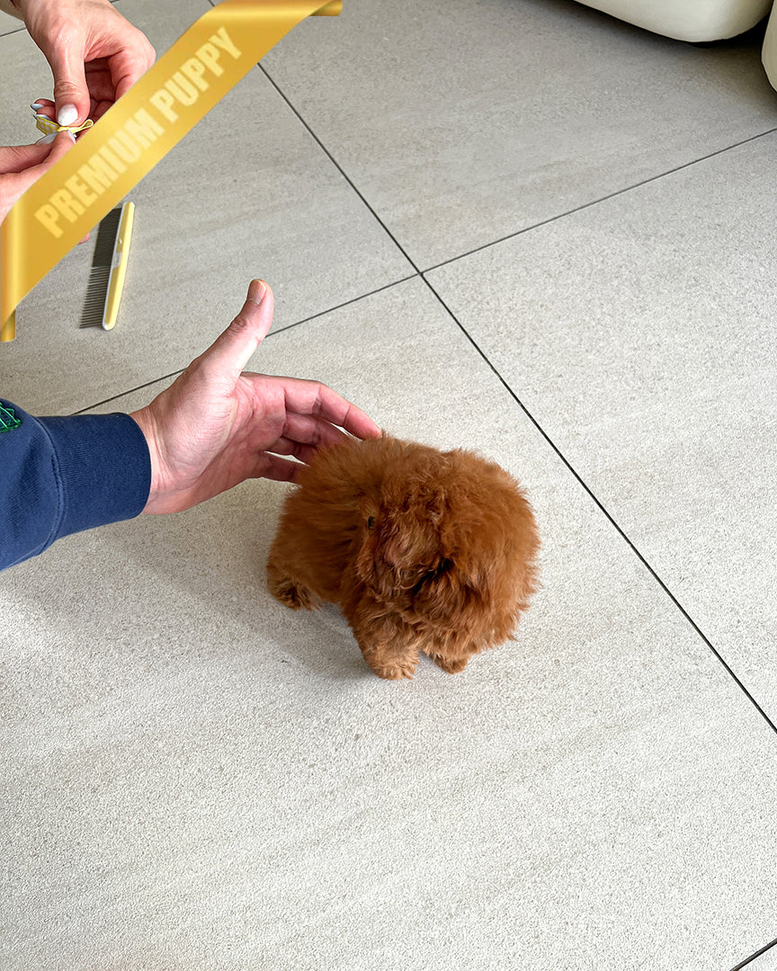 AGATHA - FEMALE (PURCHASED by KRISTIN) - ROLLY TEACUP PUPPIES - TEACUP PUPPY FOR SALE