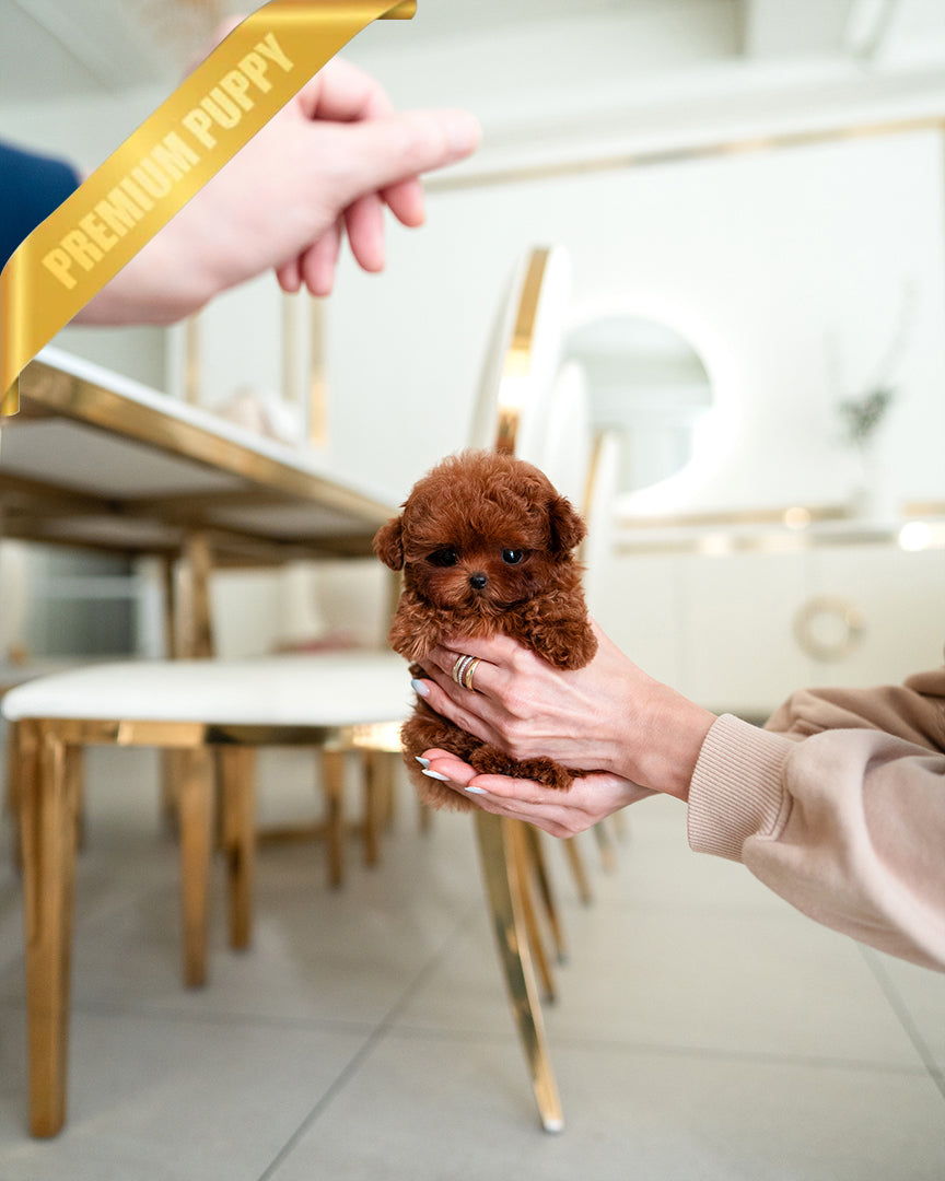 SIENNA - FEMALE (PURCHASED by ROLLY TH) - ROLLY TEACUP PUPPIES - TEACUP PUPPY FOR SALE