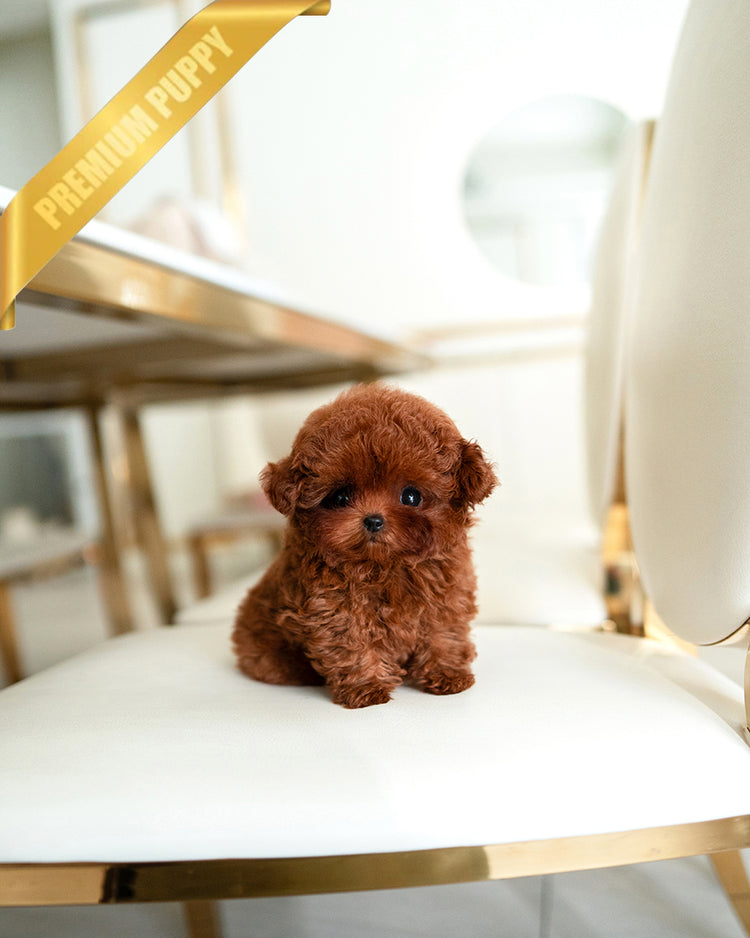 SIENNA - FEMALE (PURCHASED by ROLLY TH) - ROLLY TEACUP PUPPIES - TEACUP PUPPY FOR SALE