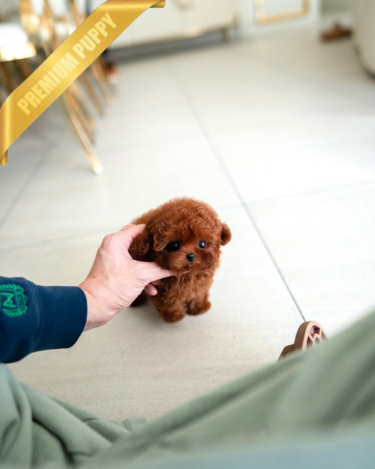 SIENNA - FEMALE (PURCHASED by ROLLY TH) - ROLLY TEACUP PUPPIES - TEACUP PUPPY FOR SALE