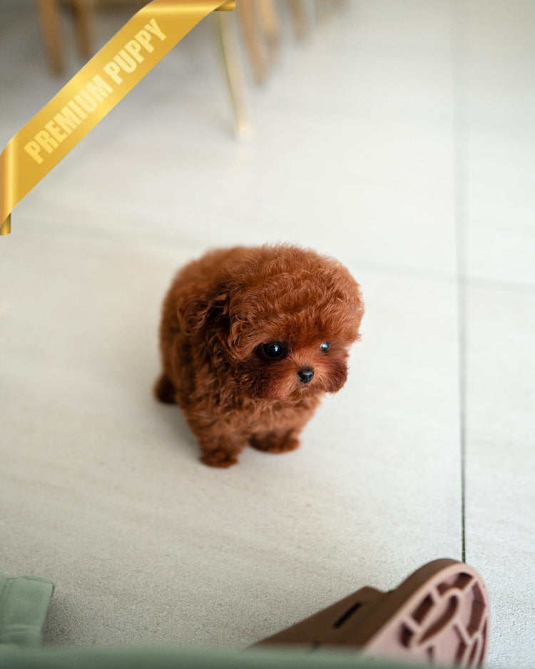 SIENNA - FEMALE (PURCHASED by ROLLY TH) - ROLLY TEACUP PUPPIES - TEACUP PUPPY FOR SALE