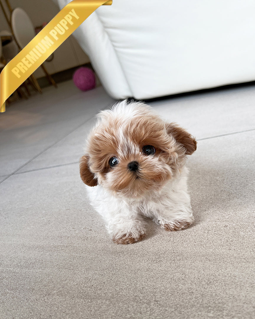 AUSTIN - MALE (RESERVED by SANDRA) - ROLLY TEACUP PUPPIES - TEACUP PUPPY FOR SALE