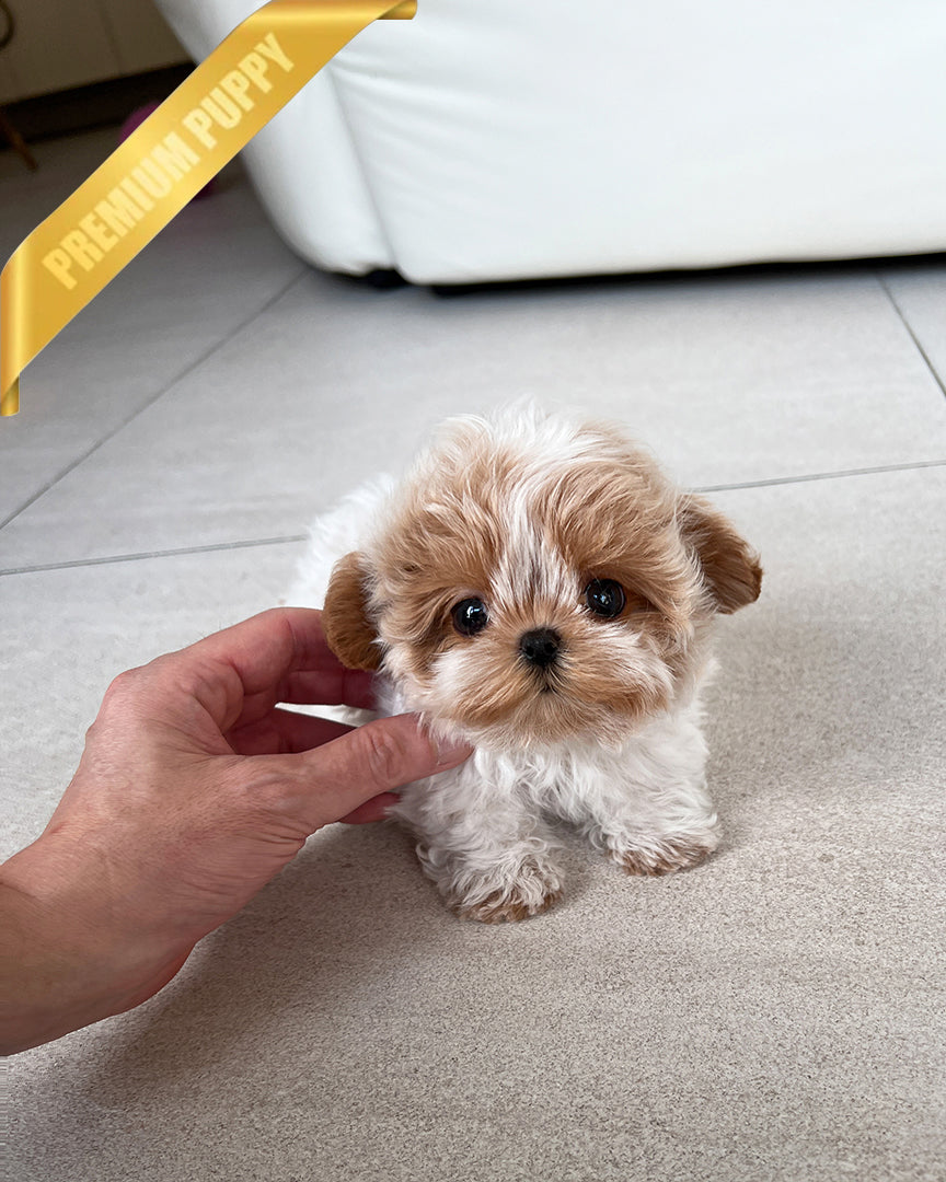 AUSTIN - MALE (RESERVED by SANDRA) - ROLLY TEACUP PUPPIES - TEACUP PUPPY FOR SALE