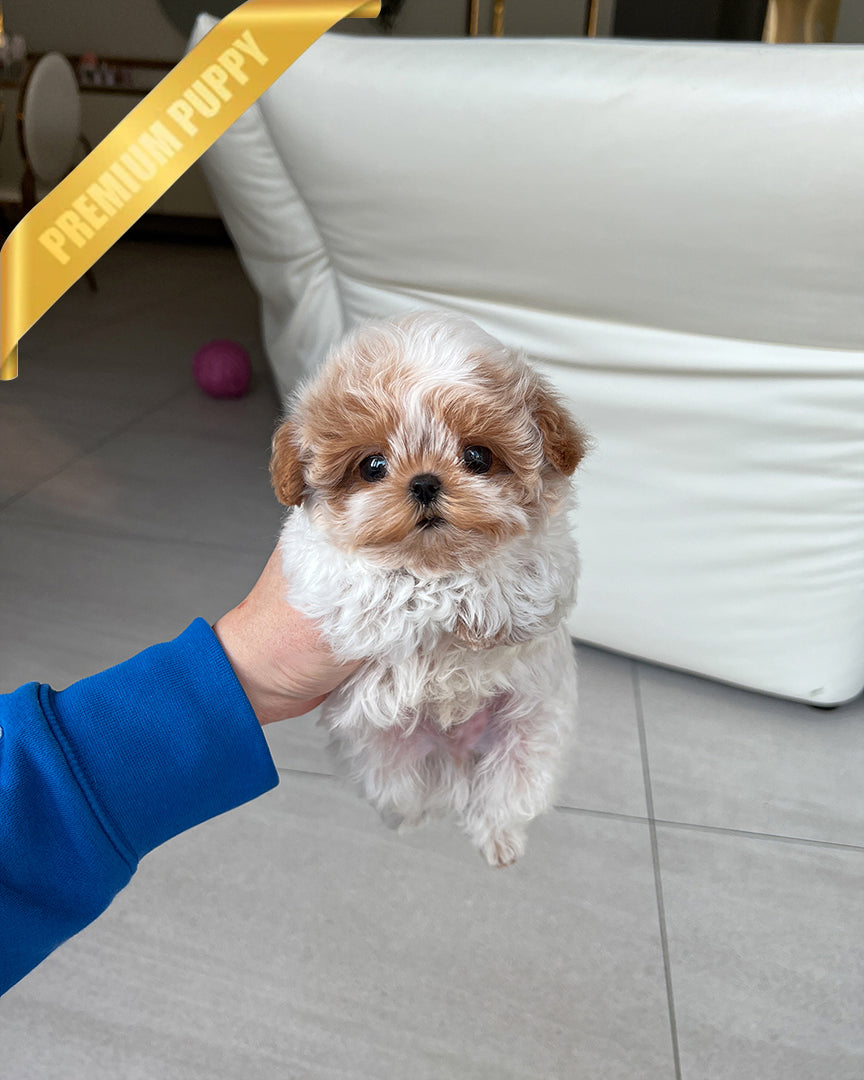 AUSTIN - MALE (RESERVED by SANDRA) - ROLLY TEACUP PUPPIES - TEACUP PUPPY FOR SALE