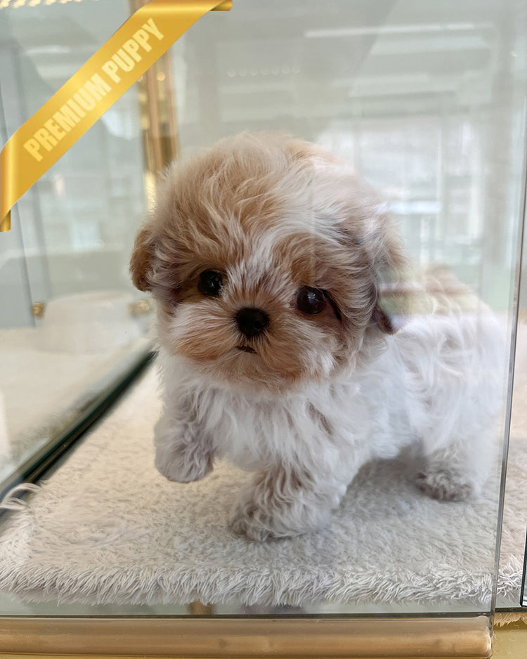 AUSTIN - MALE (RESERVED by SANDRA) - ROLLY TEACUP PUPPIES - TEACUP PUPPY FOR SALE