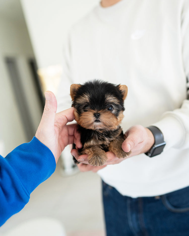 KOFI - MALE (PURCHASED by BRITTANY) - ROLLY TEACUP PUPPIES - TEACUP PUPPY FOR SALE