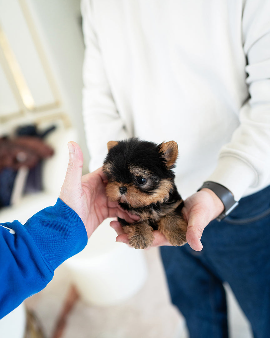KOFI - MALE (PURCHASED by BRITTANY) - ROLLY TEACUP PUPPIES - TEACUP PUPPY FOR SALE