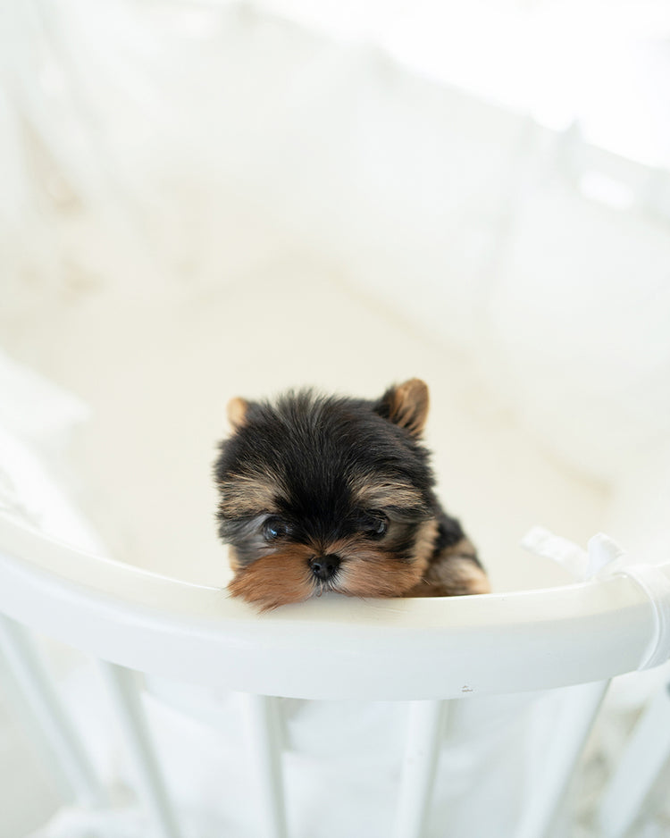 KOFI - MALE (PURCHASED by BRITTANY) - ROLLY TEACUP PUPPIES - TEACUP PUPPY FOR SALE