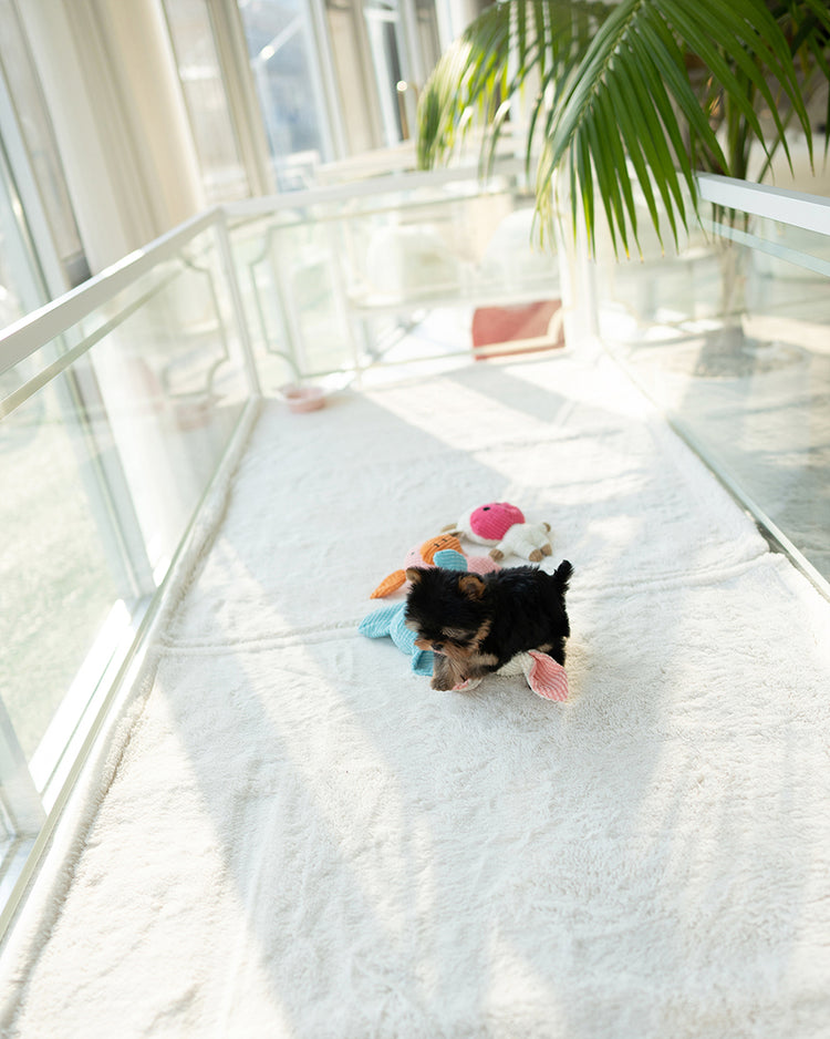 KOFI - MALE (PURCHASED by BRITTANY) - ROLLY TEACUP PUPPIES - TEACUP PUPPY FOR SALE