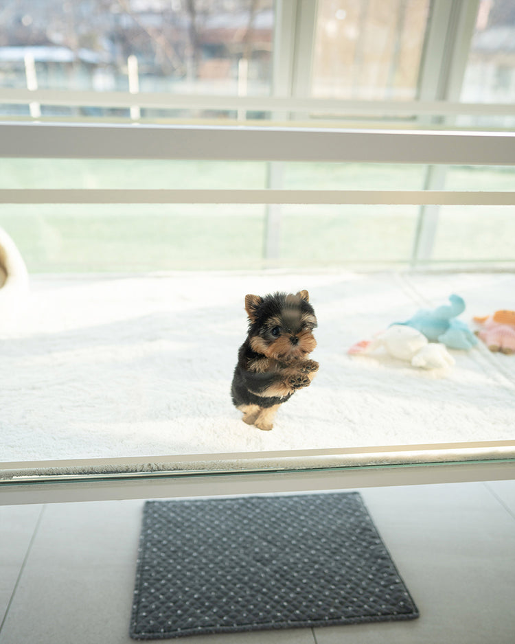 KOFI - MALE (PURCHASED by BRITTANY) - ROLLY TEACUP PUPPIES - TEACUP PUPPY FOR SALE