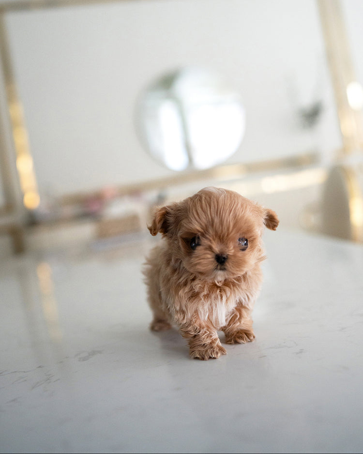 BAGEL - MALE (RESERVED by OLGA) - ROLLY TEACUP PUPPIES - TEACUP PUPPY FOR SALE