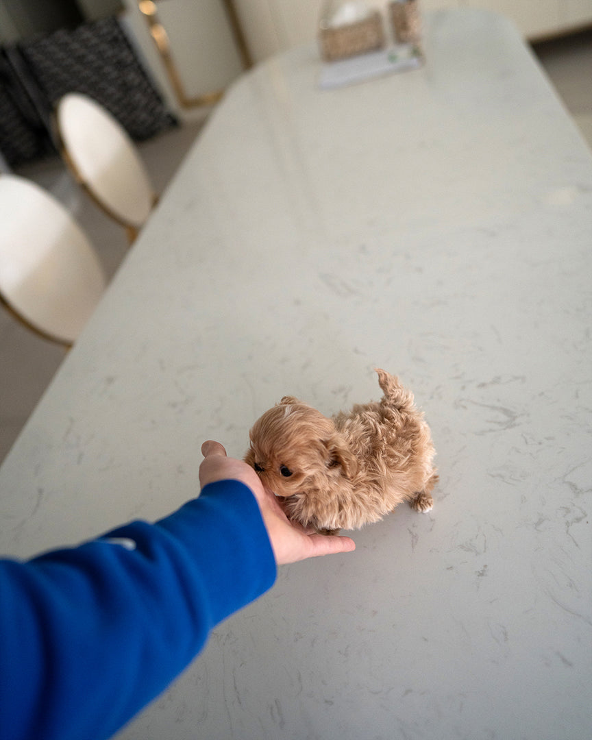 BAGEL - MALE (RESERVED by OLGA) - ROLLY TEACUP PUPPIES - TEACUP PUPPY FOR SALE