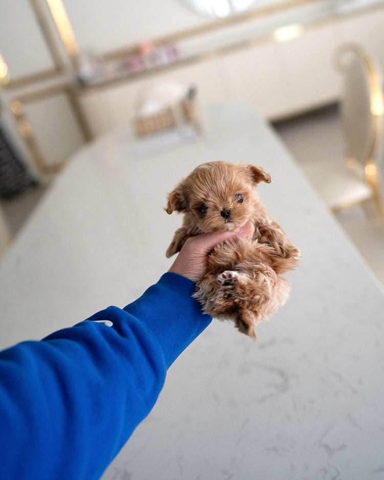 BAGEL - MALE (RESERVED by OLGA) - ROLLY TEACUP PUPPIES - TEACUP PUPPY FOR SALE