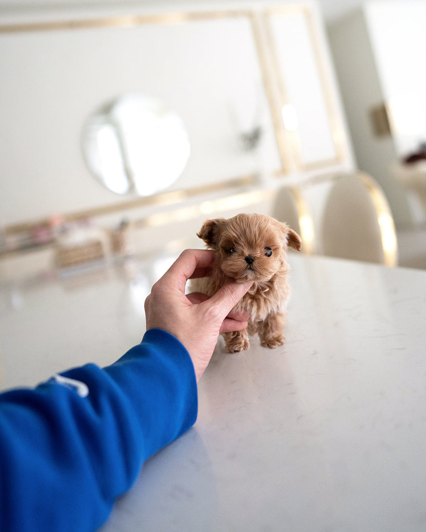 BAGEL - MALE (RESERVED by OLGA) - ROLLY TEACUP PUPPIES - TEACUP PUPPY FOR SALE