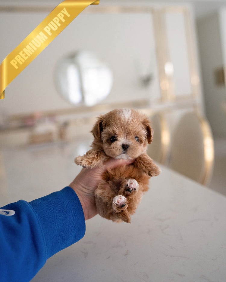 JESSICA - FEMALE (PURCHASED by KYLE) - ROLLY TEACUP PUPPIES - TEACUP PUPPY FOR SALE