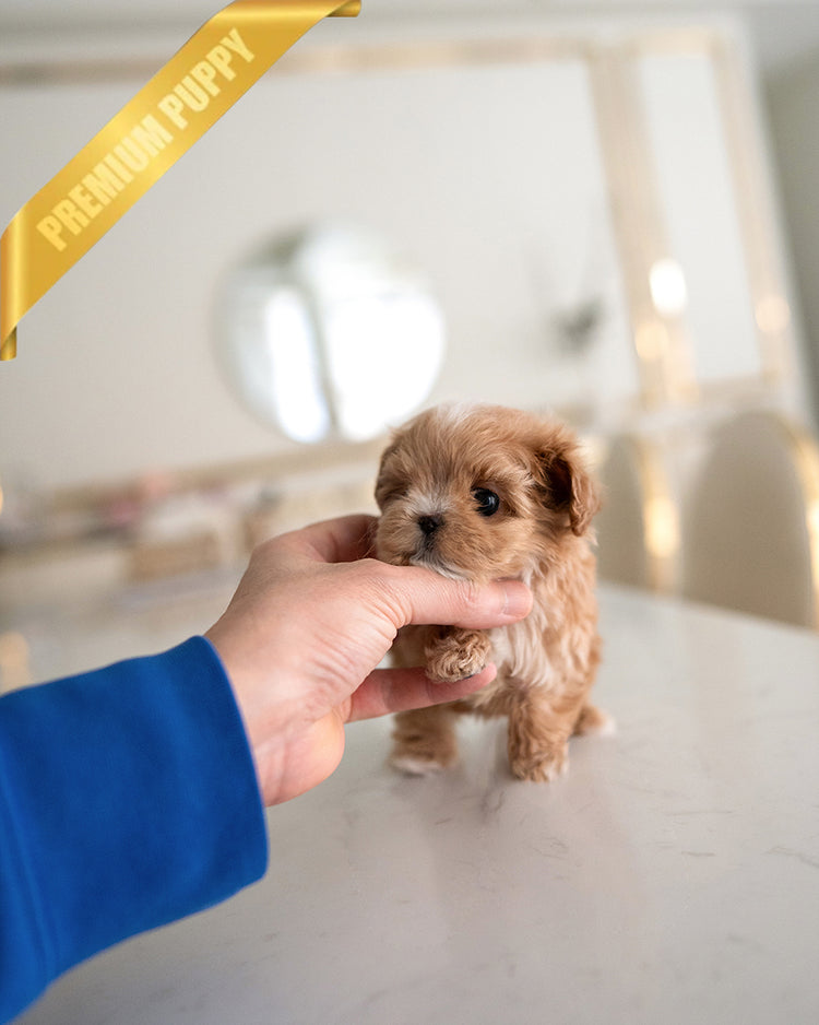 JESSICA - FEMALE (PURCHASED by KYLE) - ROLLY TEACUP PUPPIES - TEACUP PUPPY FOR SALE