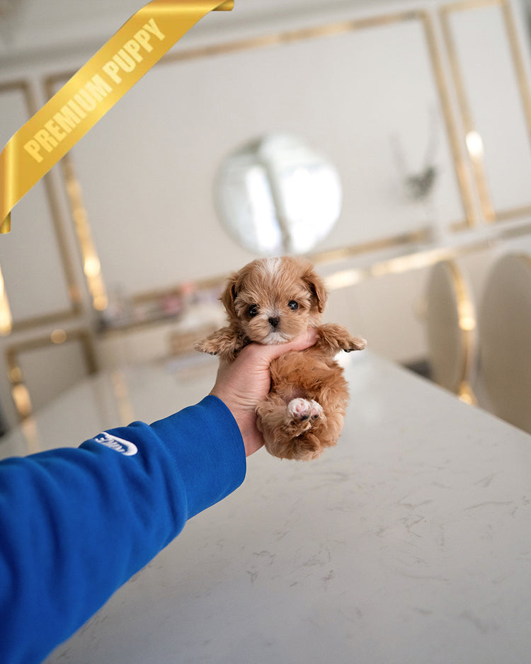 JESSICA - FEMALE (PURCHASED by KYLE) - ROLLY TEACUP PUPPIES - TEACUP PUPPY FOR SALE