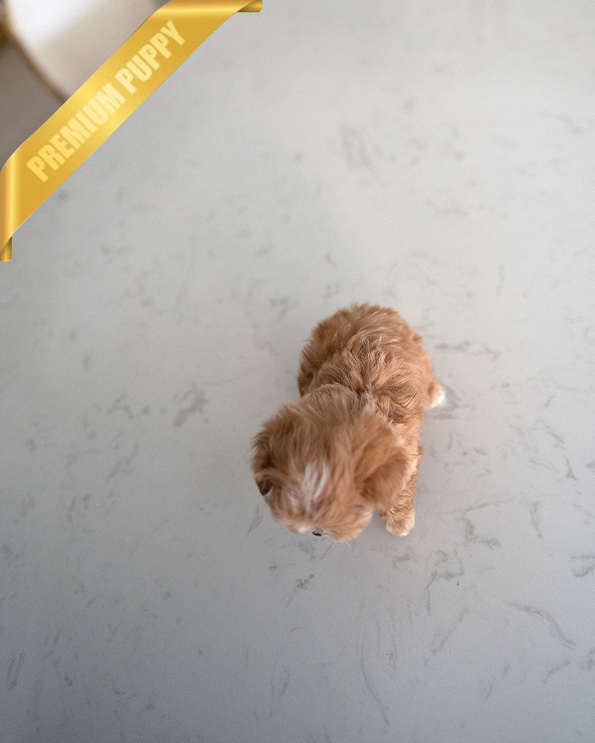 JESSICA - FEMALE (PURCHASED by KYLE) - ROLLY TEACUP PUPPIES - TEACUP PUPPY FOR SALE