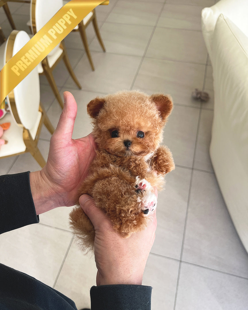 NUGGET - MALE (PURCHASED by  ROLLY TH) - ROLLY TEACUP PUPPIES - TEACUP PUPPY FOR SALE