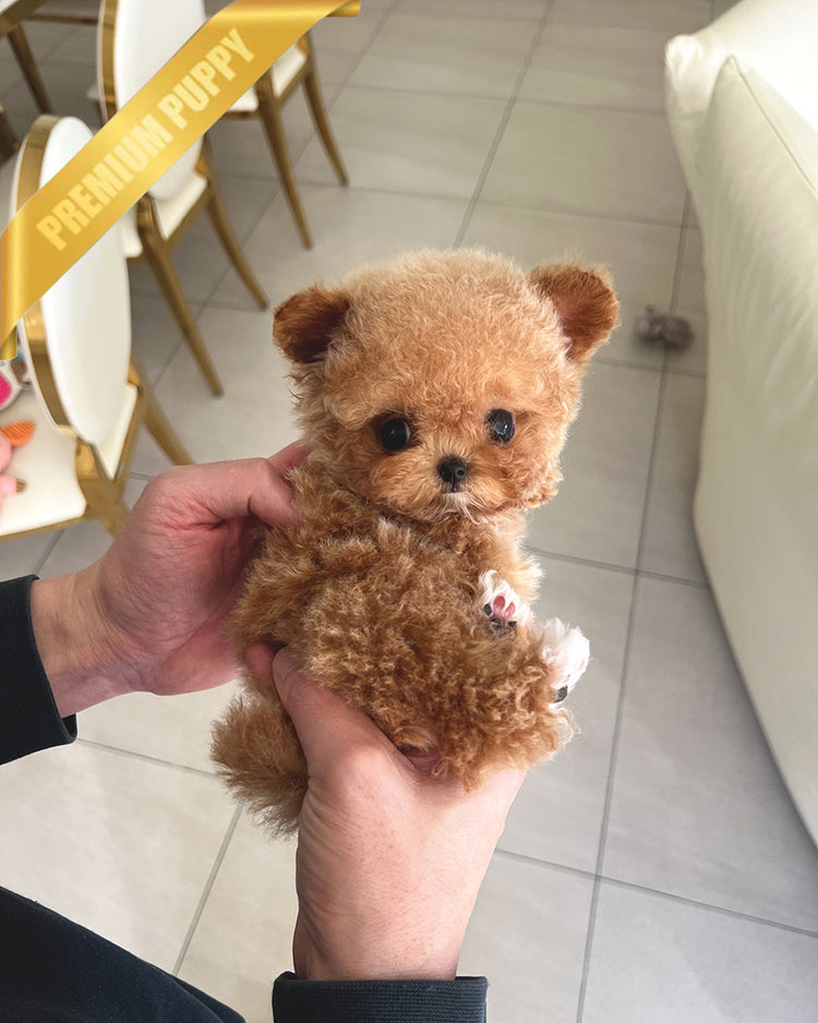 NUGGET - MALE (PURCHASED by  ROLLY TH) - ROLLY TEACUP PUPPIES - TEACUP PUPPY FOR SALE