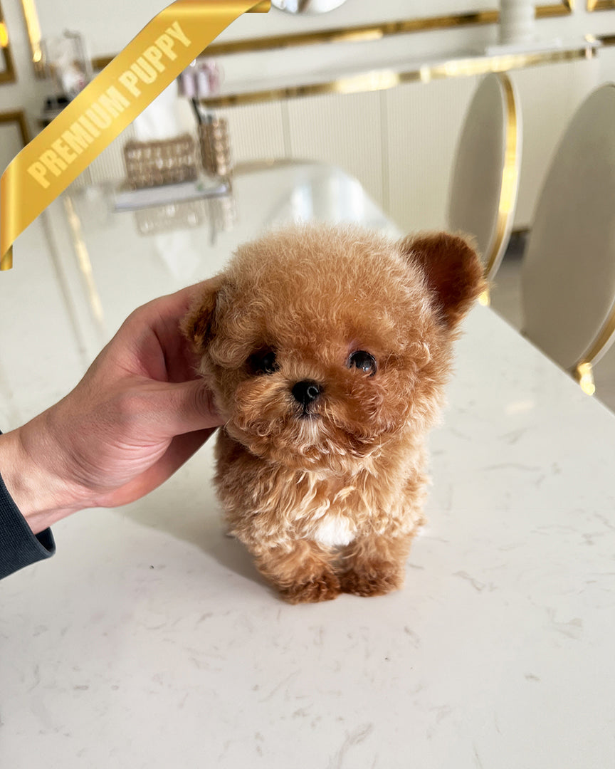 NUGGET - MALE (PURCHASED by  ROLLY TH) - ROLLY TEACUP PUPPIES - TEACUP PUPPY FOR SALE