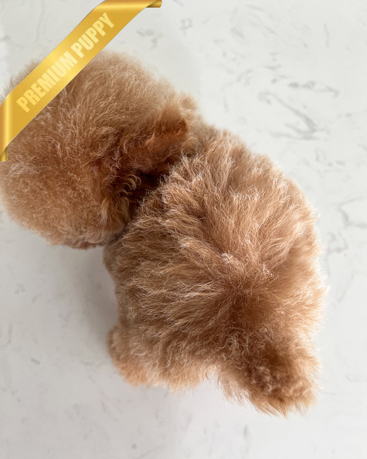 NUGGET - MALE (PURCHASED by  ROLLY TH) - ROLLY TEACUP PUPPIES - TEACUP PUPPY FOR SALE