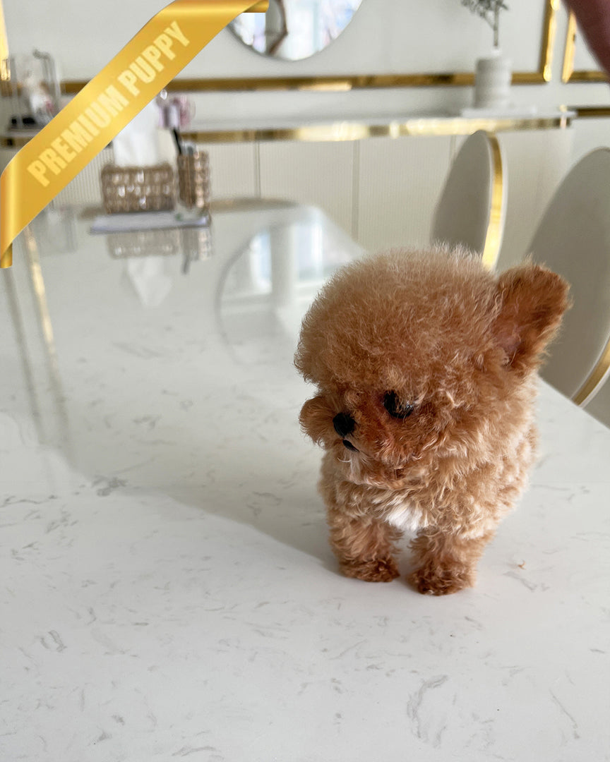 NUGGET - MALE (PURCHASED by  ROLLY TH) - ROLLY TEACUP PUPPIES - TEACUP PUPPY FOR SALE