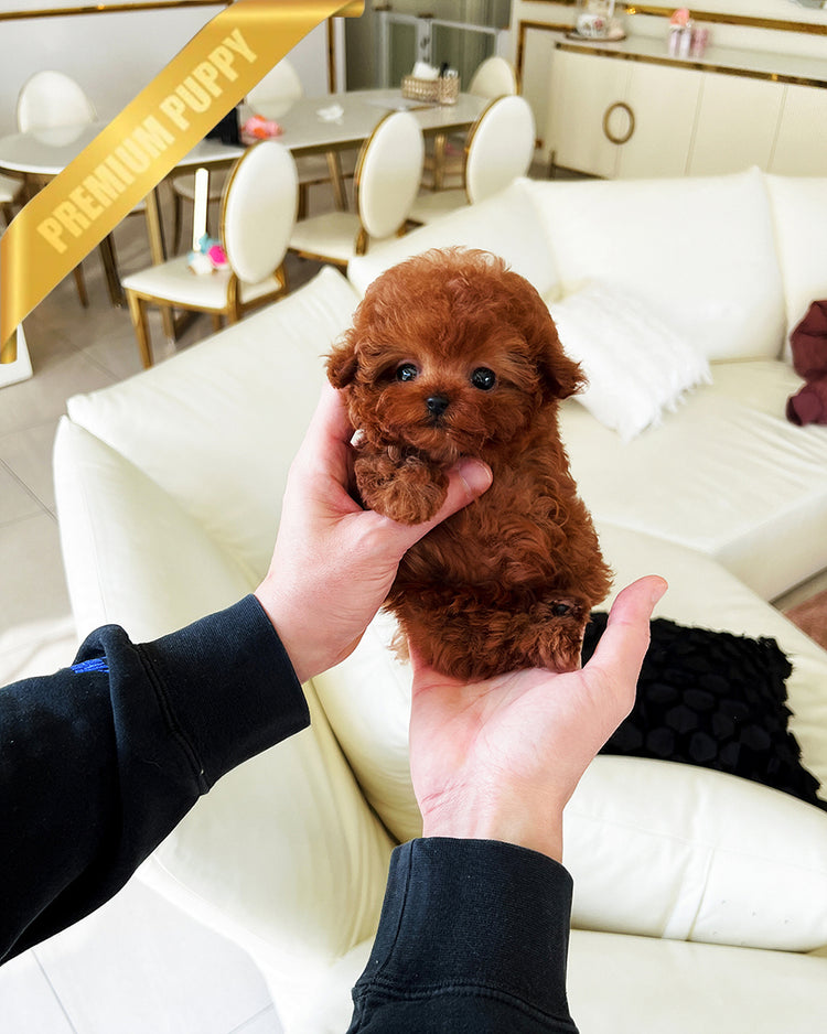 ARLO - MALE (RESERVED by ANA) - ROLLY TEACUP PUPPIES - TEACUP PUPPY FOR SALE