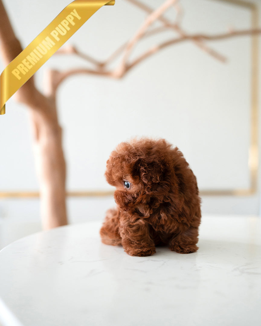 ARLO - MALE (RESERVED by ANA) - ROLLY TEACUP PUPPIES - TEACUP PUPPY FOR SALE