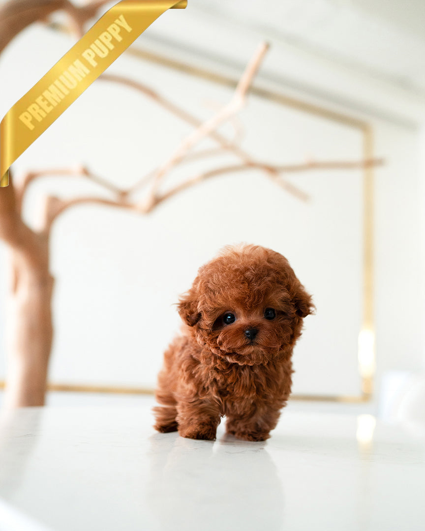 ARLO - MALE (RESERVED by ANA) - ROLLY TEACUP PUPPIES - TEACUP PUPPY FOR SALE