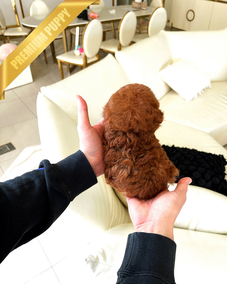 ARLO - MALE (RESERVED by ANA) - ROLLY TEACUP PUPPIES - TEACUP PUPPY FOR SALE