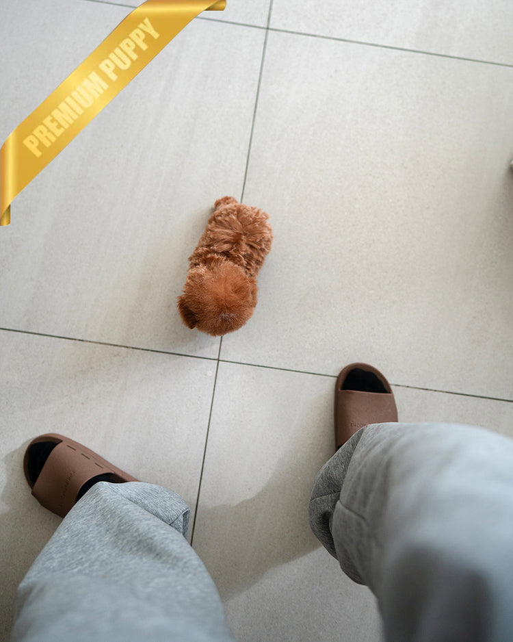 SIENNA - FEMALE (PURCHASED by  ROLLY TH) - ROLLY TEACUP PUPPIES - TEACUP PUPPY FOR SALE