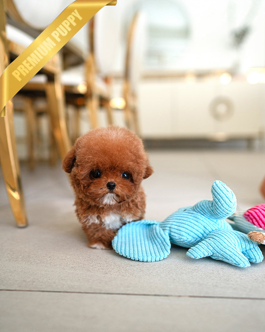 SIENNA - FEMALE (PURCHASED by  ROLLY TH) - ROLLY TEACUP PUPPIES - TEACUP PUPPY FOR SALE