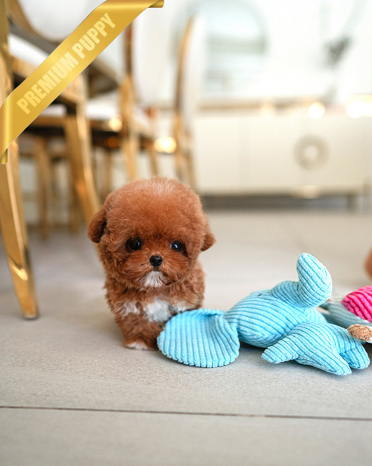SIENNA - FEMALE (PURCHASED by  ROLLY TH) - ROLLY TEACUP PUPPIES - TEACUP PUPPY FOR SALE