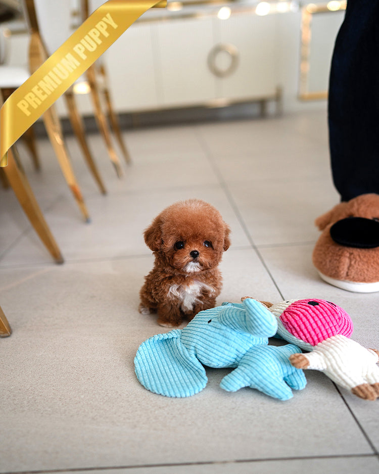 SIENNA - FEMALE (PURCHASED by  ROLLY TH) - ROLLY TEACUP PUPPIES - TEACUP PUPPY FOR SALE