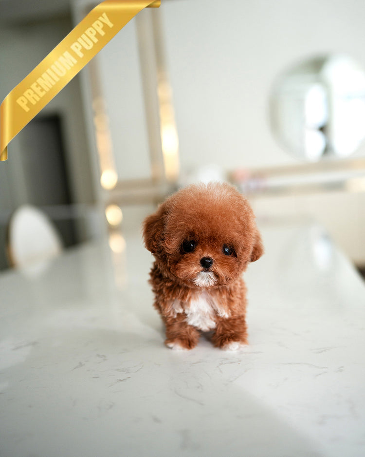SIENNA - FEMALE (PURCHASED by  ROLLY TH) - ROLLY TEACUP PUPPIES - TEACUP PUPPY FOR SALE