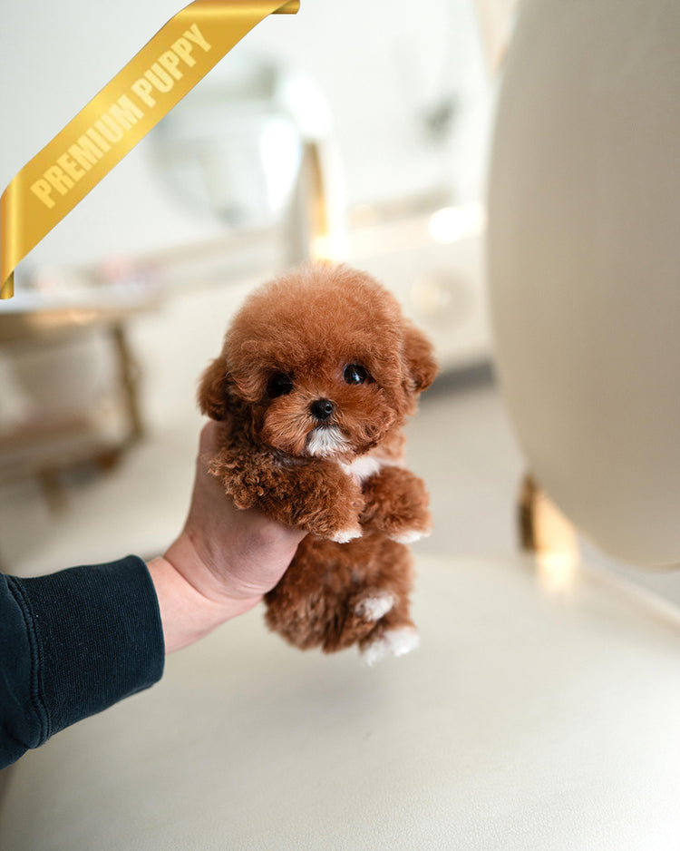 SIENNA - FEMALE (PURCHASED by  ROLLY TH) - ROLLY TEACUP PUPPIES - TEACUP PUPPY FOR SALE