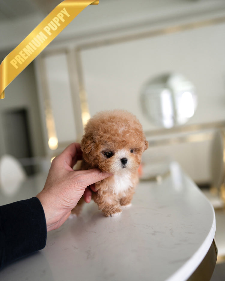 MOCHI - FEMALE (RESERVED by JUAN) - ROLLY TEACUP PUPPIES - TEACUP PUPPY FOR SALE