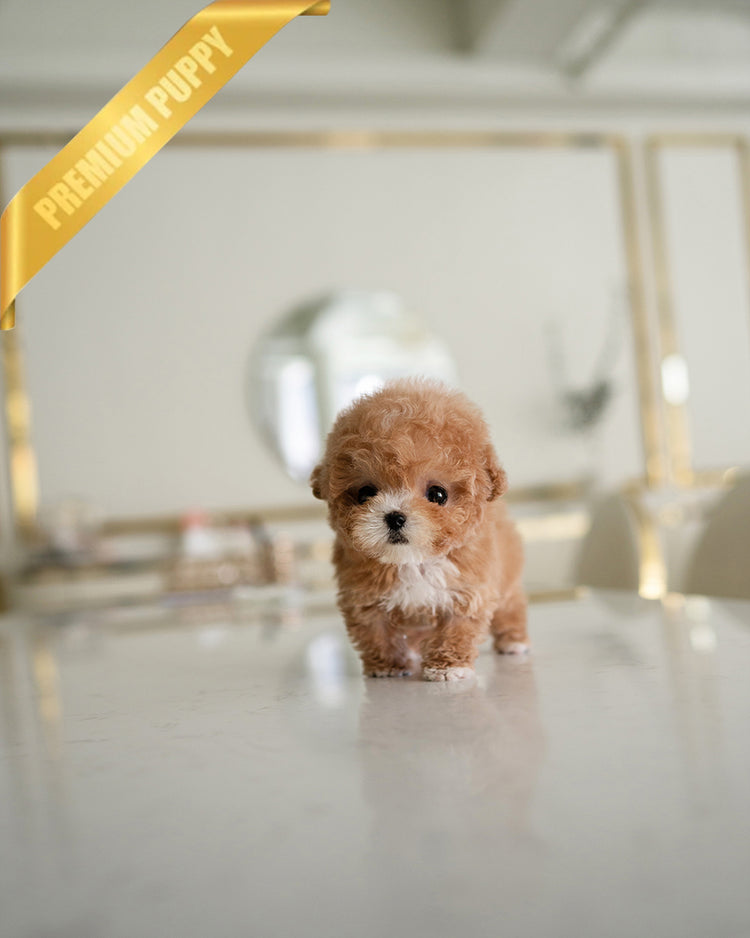 MOCHI - FEMALE (RESERVED by JUAN) - ROLLY TEACUP PUPPIES - TEACUP PUPPY FOR SALE