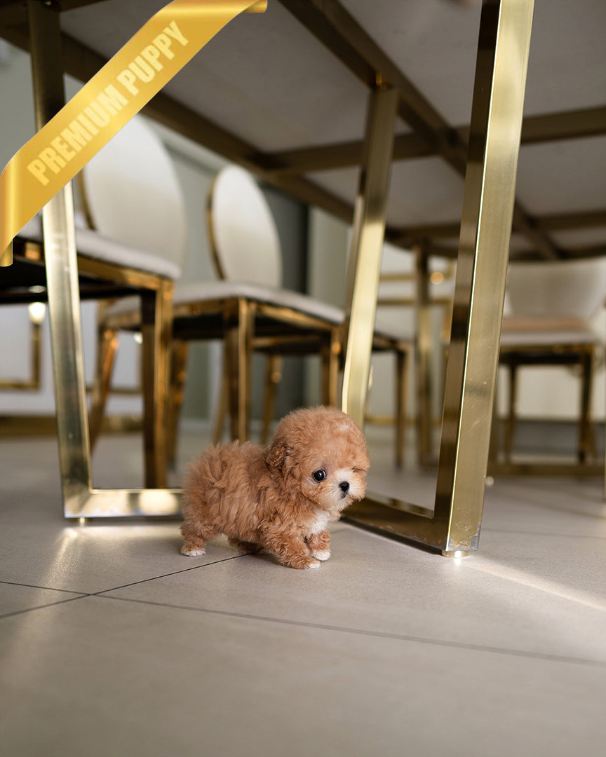 MOCHI - FEMALE (RESERVED by JUAN) - ROLLY TEACUP PUPPIES - TEACUP PUPPY FOR SALE