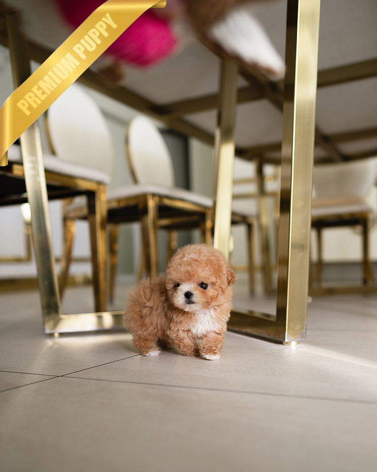 MOCHI - FEMALE (RESERVED by JUAN) - ROLLY TEACUP PUPPIES - TEACUP PUPPY FOR SALE