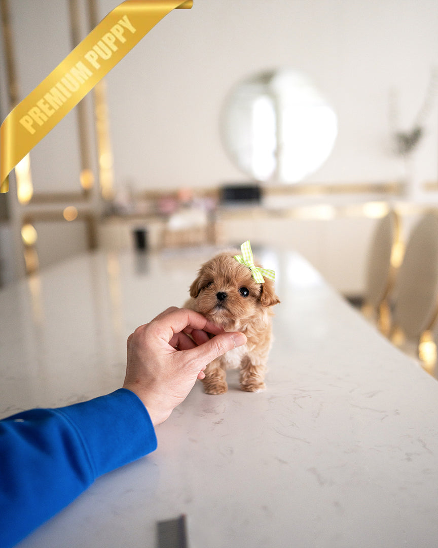 JESSIE - FEMALE - ROLLY TEACUP PUPPIES - TEACUP PUPPY FOR SALE