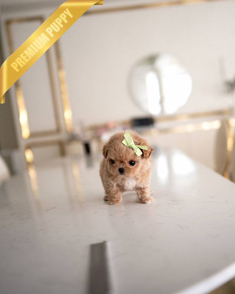JESSIE - FEMALE - ROLLY TEACUP PUPPIES - TEACUP PUPPY FOR SALE