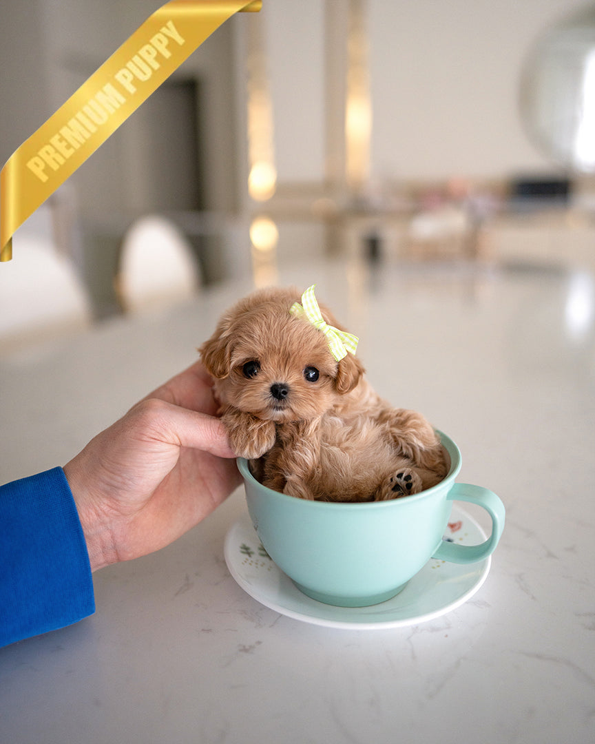 JESSIE - FEMALE - ROLLY TEACUP PUPPIES - TEACUP PUPPY FOR SALE