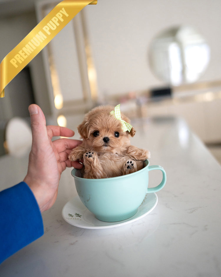 JESSIE - FEMALE - ROLLY TEACUP PUPPIES - TEACUP PUPPY FOR SALE