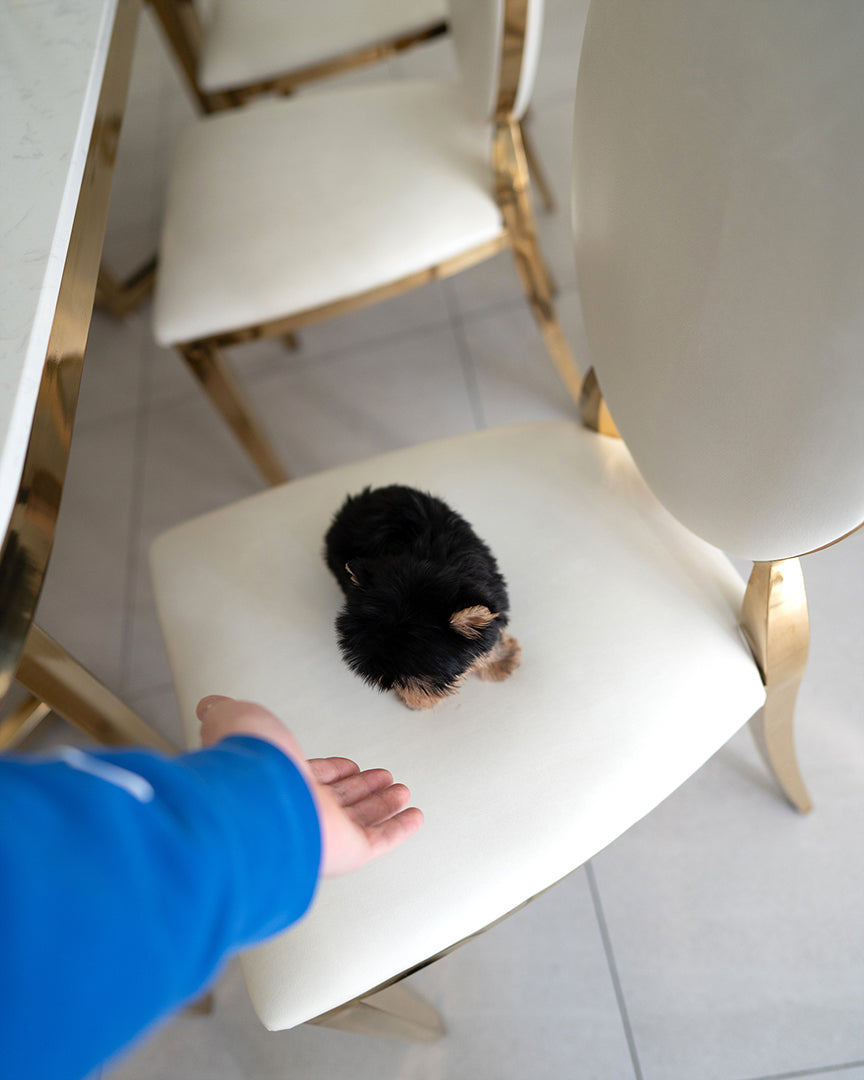 HENRY - MALE - ROLLY TEACUP PUPPIES - TEACUP PUPPY FOR SALE