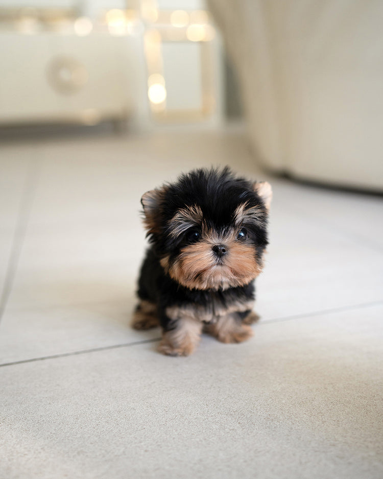 HENRY - MALE - ROLLY TEACUP PUPPIES - TEACUP PUPPY FOR SALE